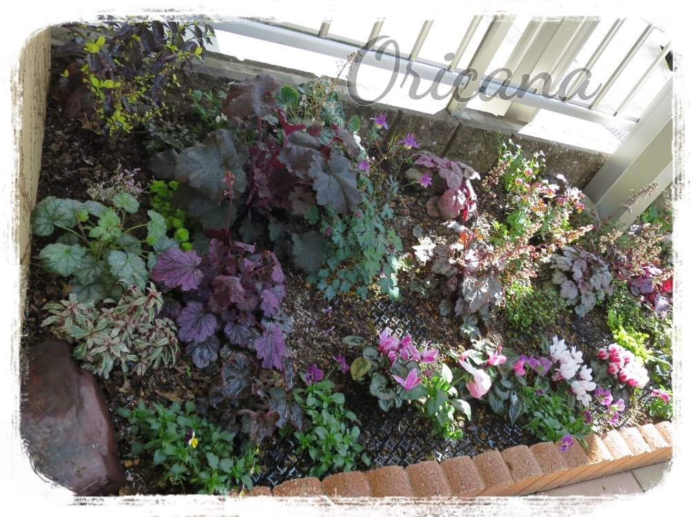 ガーデンシクラメンの投稿画像 By オリカナさん ビオラとヒューケラと風鈴おだまきとデュランタライムとヒューケラの花とキンギョソウ ブラン ルージュとカラーリーフと寄せ植えと春のガーデニングと花壇と小さな花壇とおうち園芸と花のある暮らしと地植えと黒色の