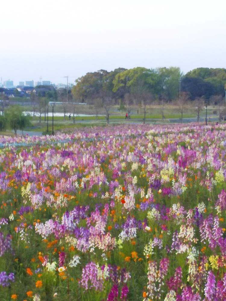 春真っ盛り 筑後広域公園 Part1 Greensnap グリーンスナップ