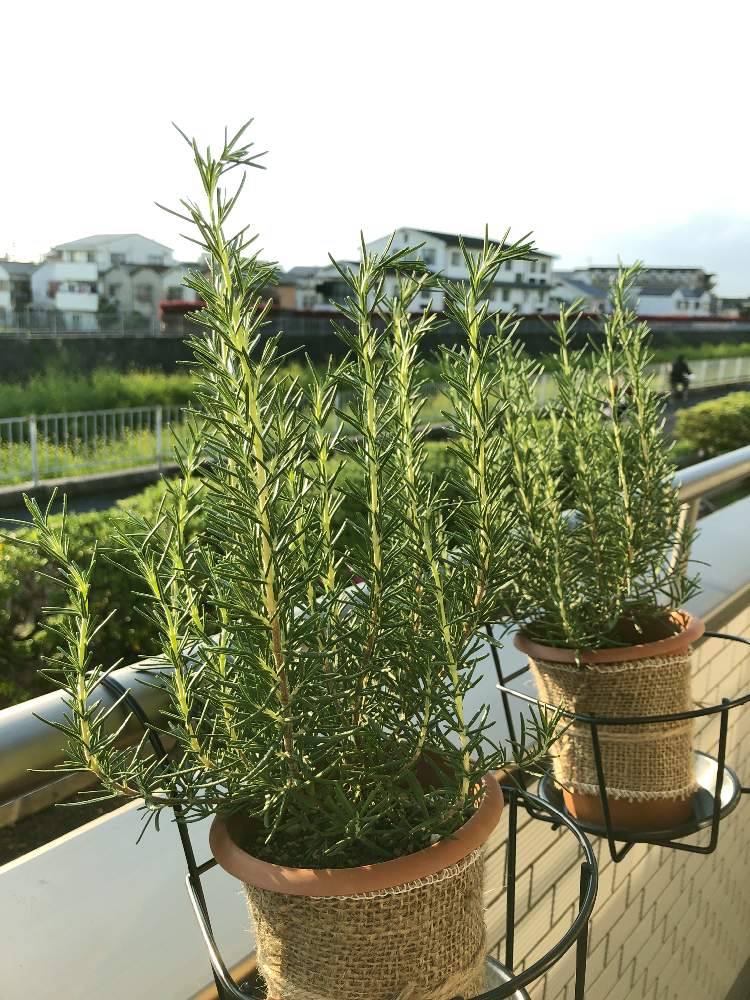 ローズマリーの投稿画像 By ももこんさん おうち園芸 月4月日 Greensnap グリーンスナップ