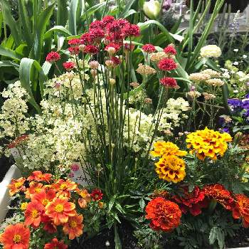 北向き玄関の投稿画像一覧 Greensnap グリーンスナップ