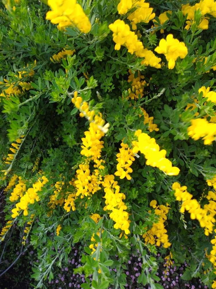 エニシダの投稿画像 By ぼんこさん 月4月日 Greensnap グリーンスナップ