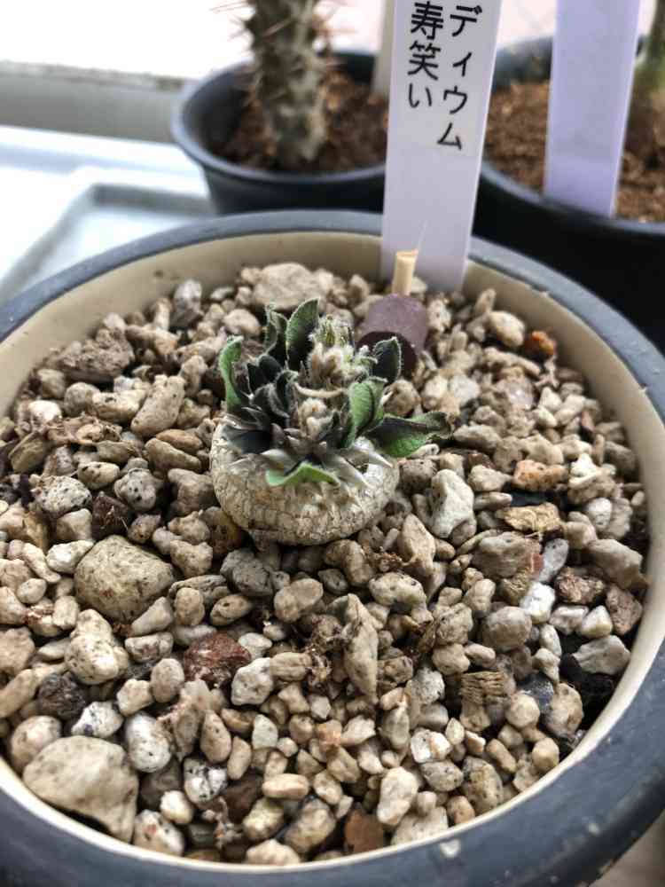 さよなら恵比寿笑｜🍀GreenSnap（グリーンスナップ）