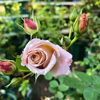 和バラ　いおりの画像 by saさん | 広い庭と和ばらとローズファームケイジとチーム福岡と和バラ　いおり