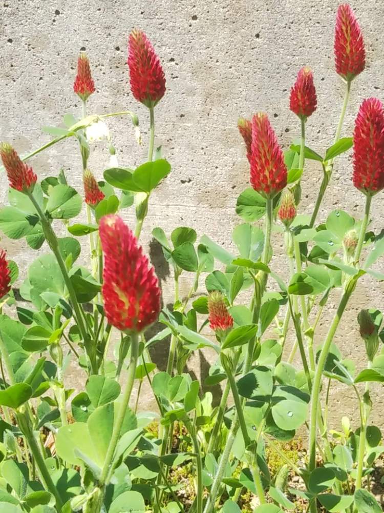 ストロベリーキャンドル 種まきno２ 4 6 19終了 Greensnap グリーンスナップ