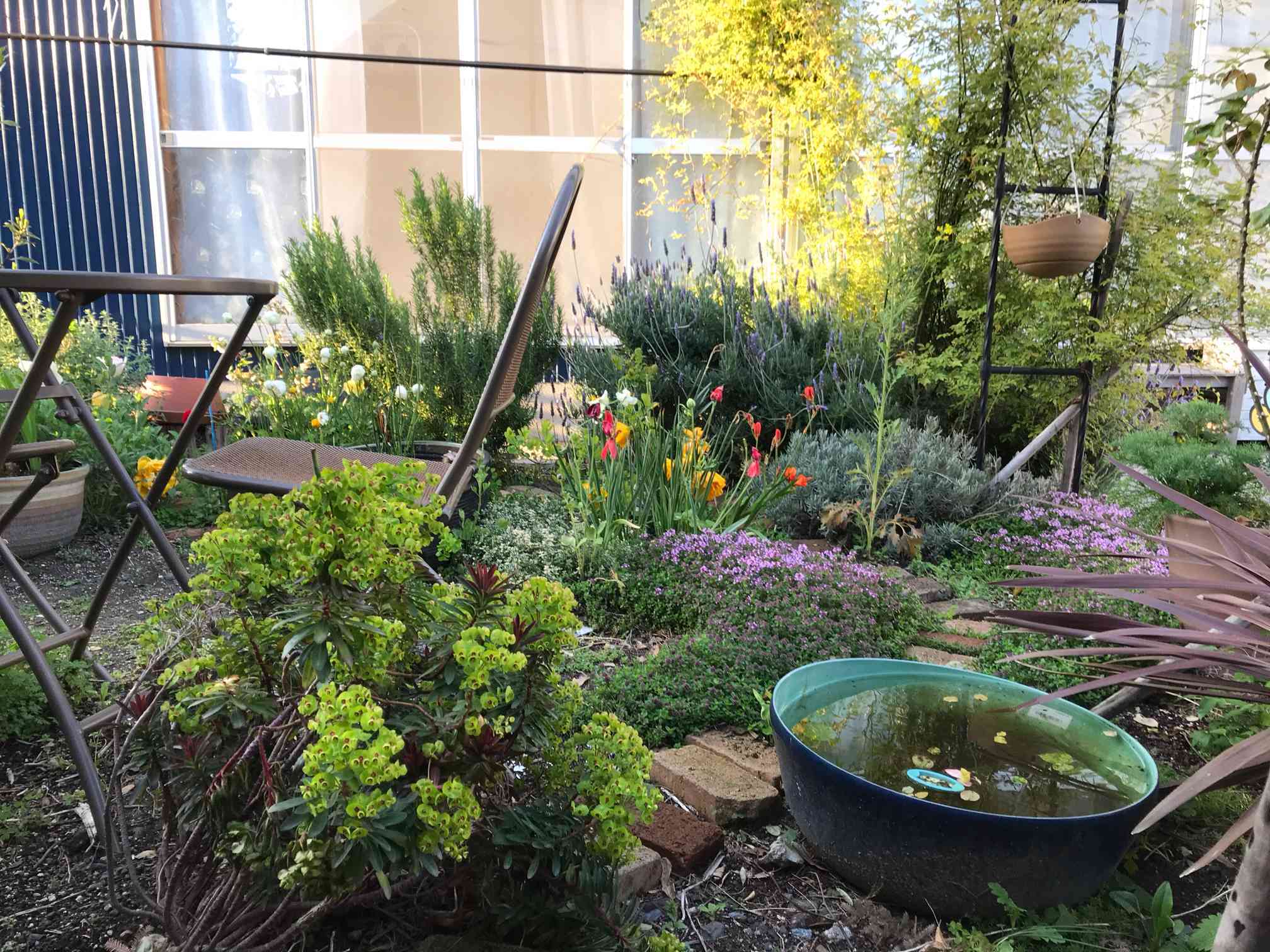 我が家の庭の薔薇と一緒に似合う☘️宿根草と挿し木枝とハーブと山野草 - 植物/観葉植物