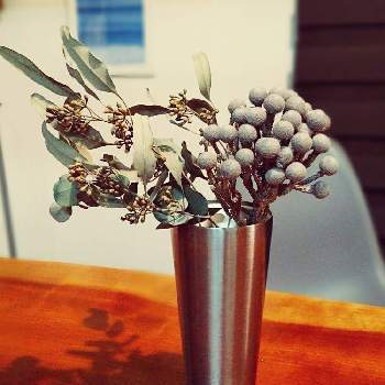 ユーカリ ポポラスベリーの投稿画像一覧 Greensnap グリーンスナップ