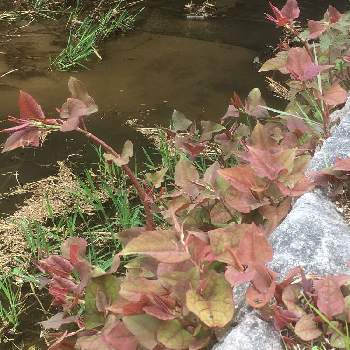 イタドリ スカンポ の投稿画像一覧 Greensnap グリーンスナップ