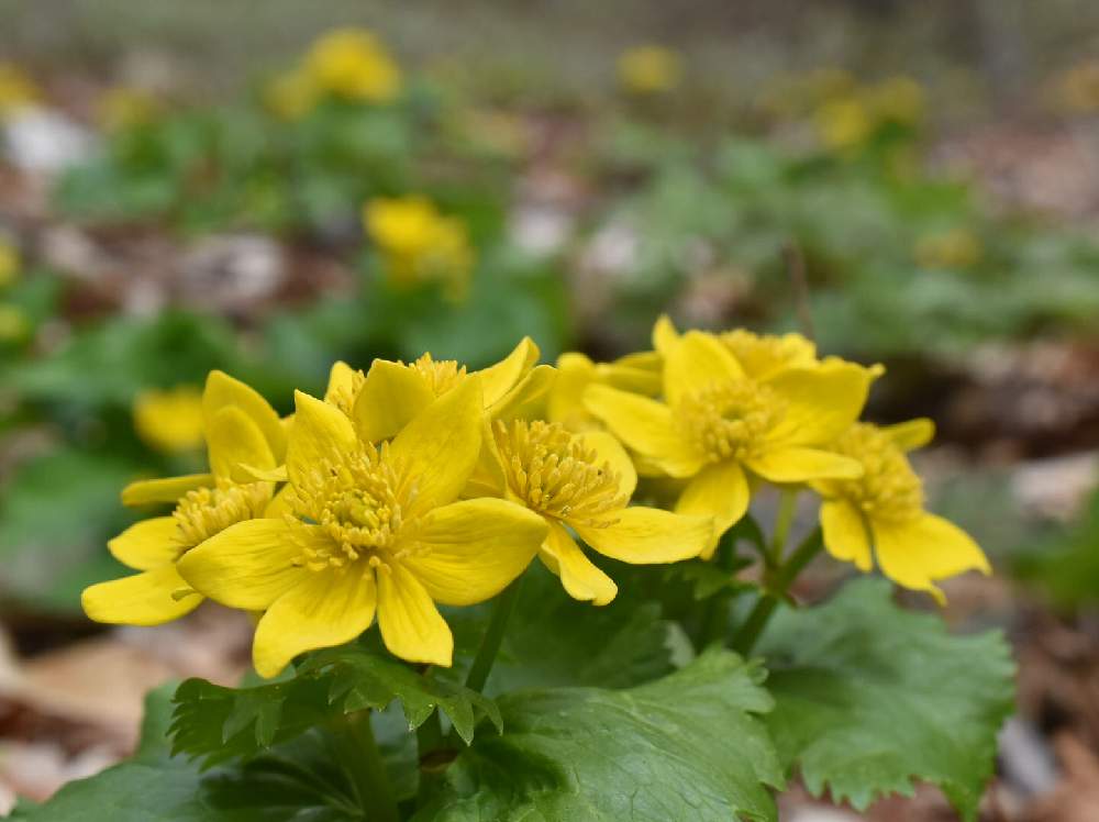 エゾノリュウキンカの投稿画像 By もんやがさん 野草と山野草と植中毒とはるが来た とキンポウゲ科とスプリングエフェメラル 月4月日 Greensnap グリーンスナップ