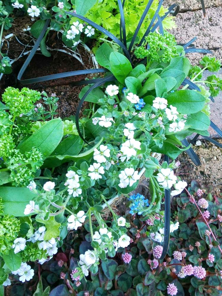 小さな庭の画像 by あずきさん | 小さな庭とリースとかわいい♡と素敵な色と緑が可愛いとミヤコワスレ*とパセリ♡