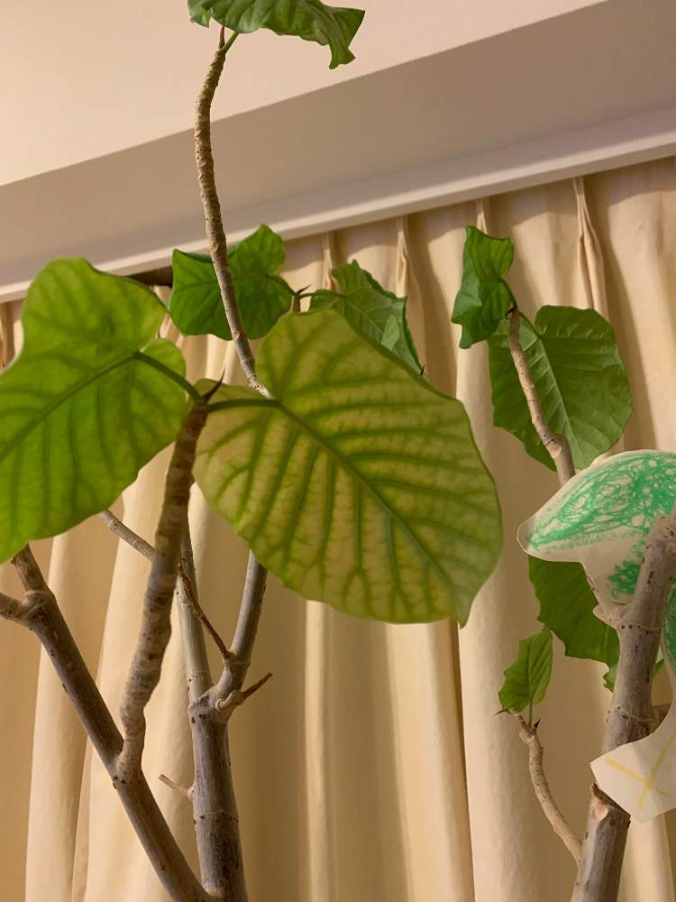 花の名前調べたいさんの投稿画像 月4月日 Greensnap グリーンスナップ