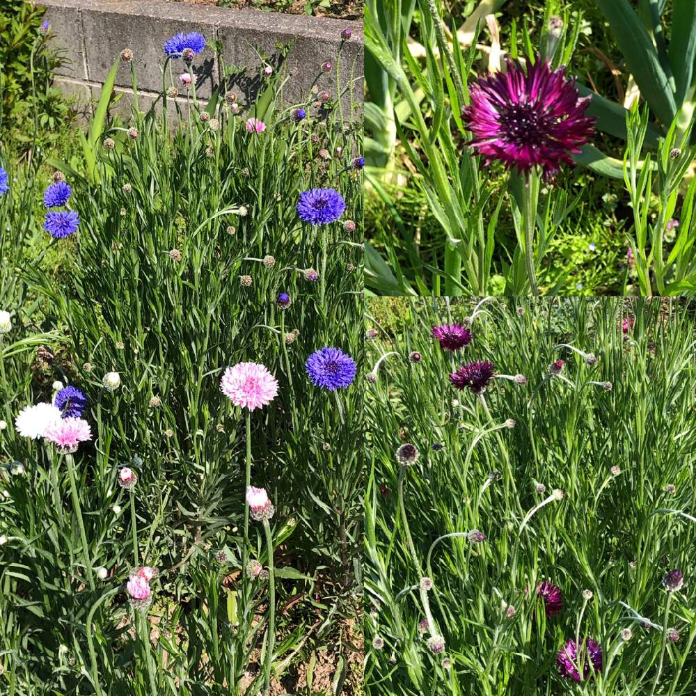 好きな花の投稿画像 By かかちゃんさん 花のある暮らしと元気なお花と畑の中の花畑 月4月日 Greensnap グリーンスナップ