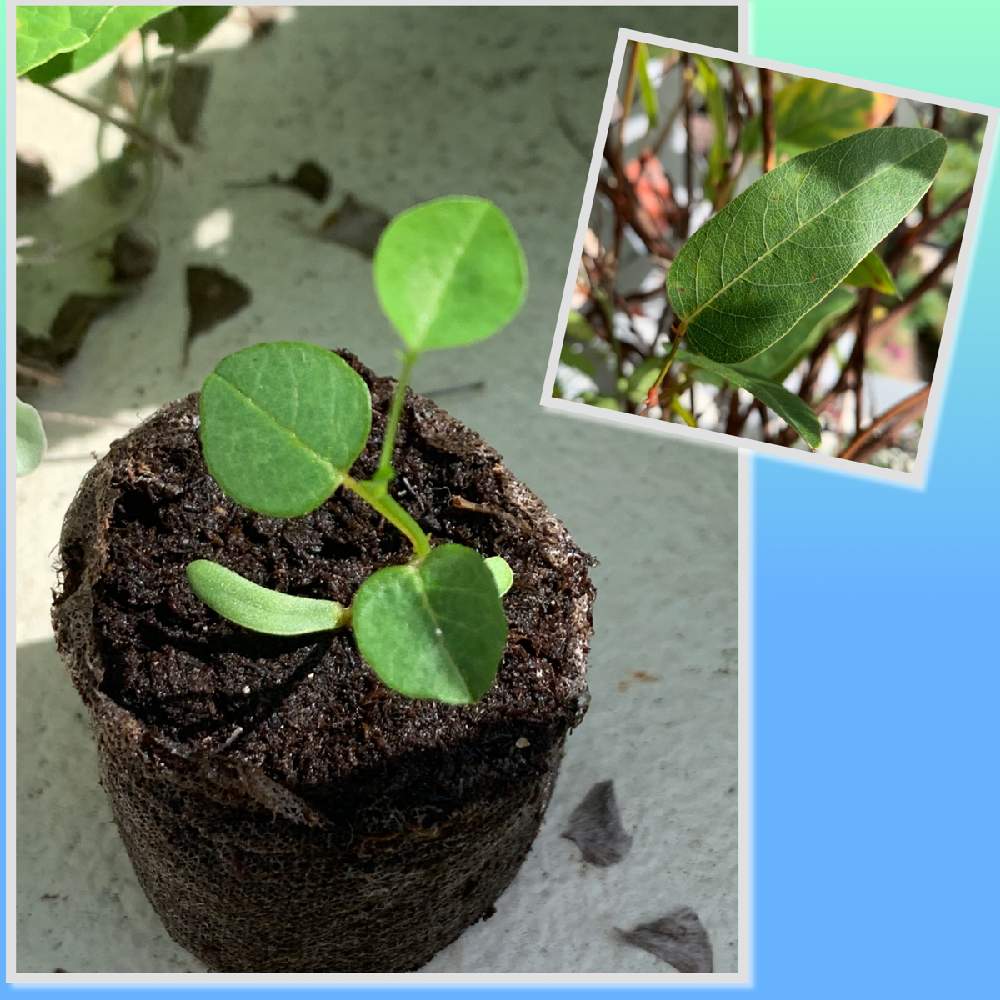 ハーデンベルギアの投稿画像 By Chiekittaさん Sydneyとオーストラリアンプランツと種まきと種からと種まきから育てるとオーストラリアとオーストラリア ネイティヴプランツとオージープランツとaustralia 月4月21日 Greensnap グリーンスナップ