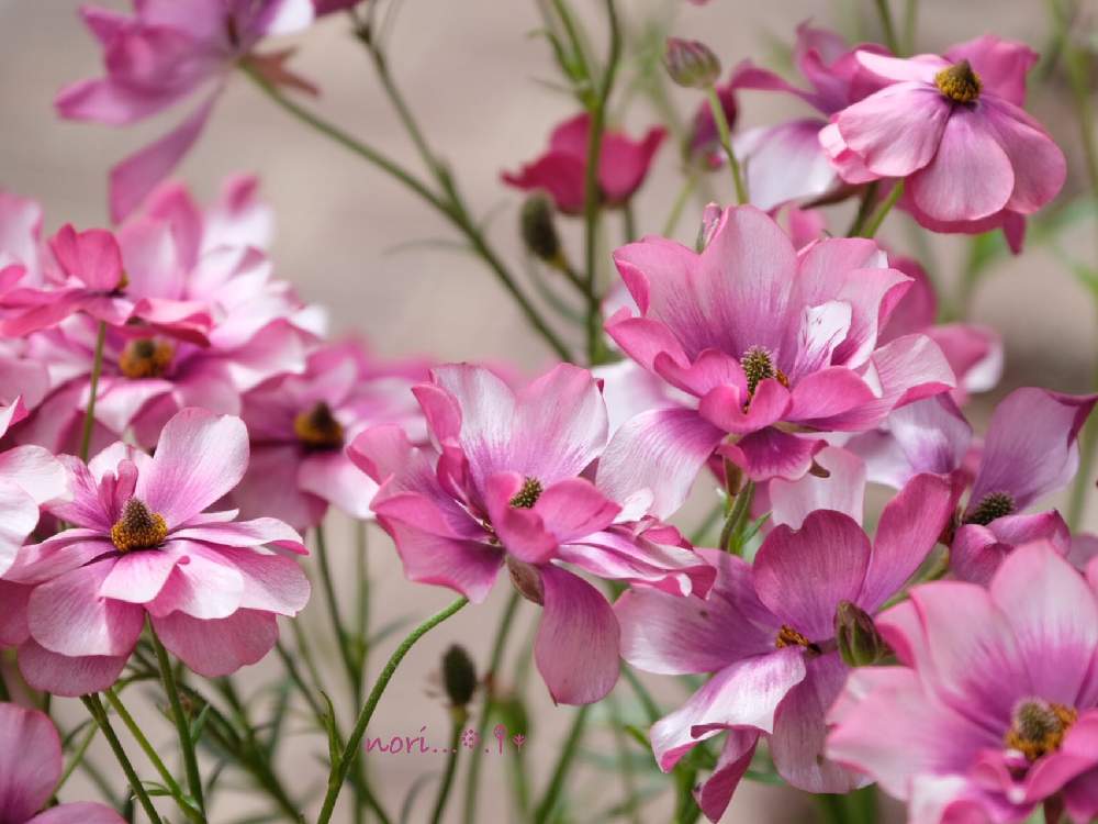 ラナンキュラス ラックス ティーバの投稿画像 By Norinoriさん 鈴蘭園とホピー鈴蘭園とナチュラルガーデンとナチュラルとラナンキュラス ラックス とイングリッシュガーデンと花のある暮らしとラックス ティーバ 月4月21日 Greensnap グリーンスナップ