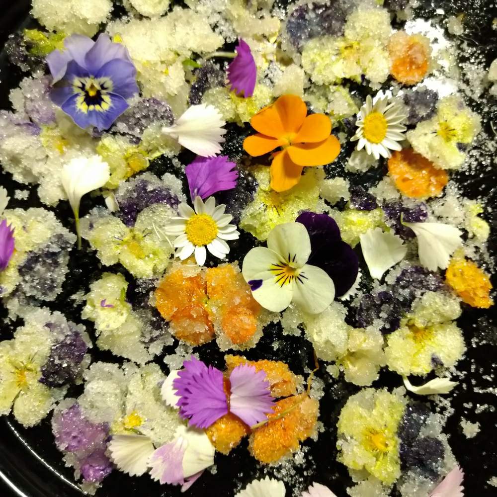 フラワーゼリーの投稿画像 By 雀さん ビオラ と花が好き とおうち園芸とパンケーキに使う とエディブルフラワー と可愛いピンク色 と紅茶にと可愛らしいビオラ 月4月21日 Greensnap グリーンスナップ