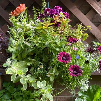 ロータス クレティクスの投稿画像一覧 Greensnap グリーンスナップ