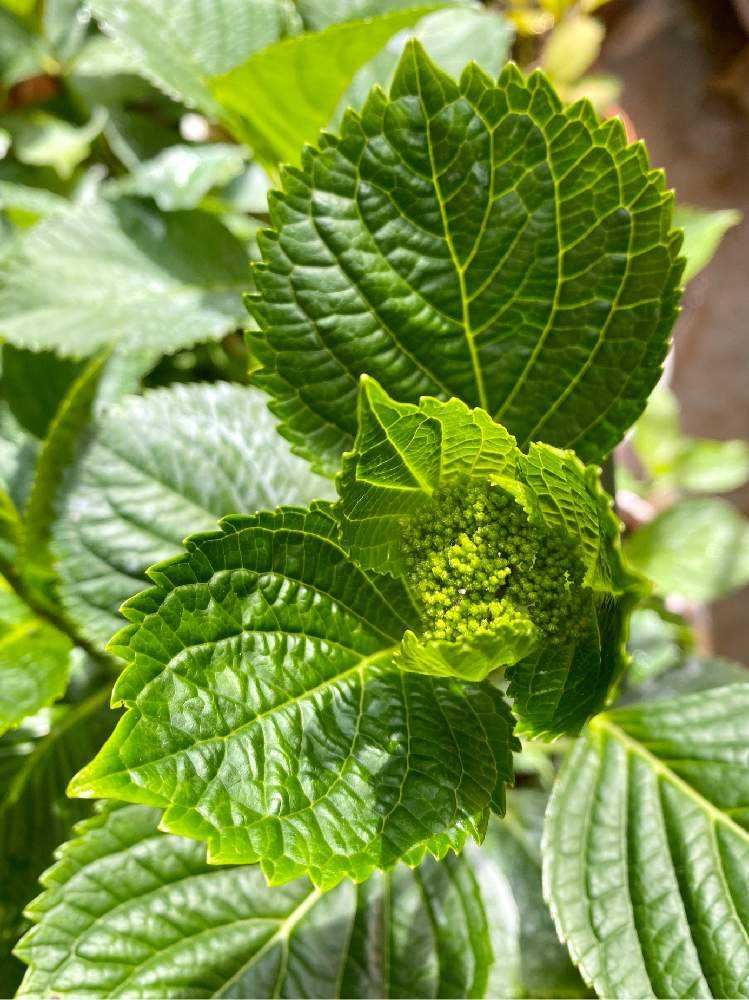 アジサイの投稿画像 By さいたまさん 紫陽花 ポンポンハートと一輪の魅力と新芽の輝き と毎日 紫陽花と紫陽花が大好き と蕾 発見 とイキイキ と休日の過ごし方と紫陽花 友の会と皆様に心から感謝 と葉っぱの魅力 月4月21日 Greensnap