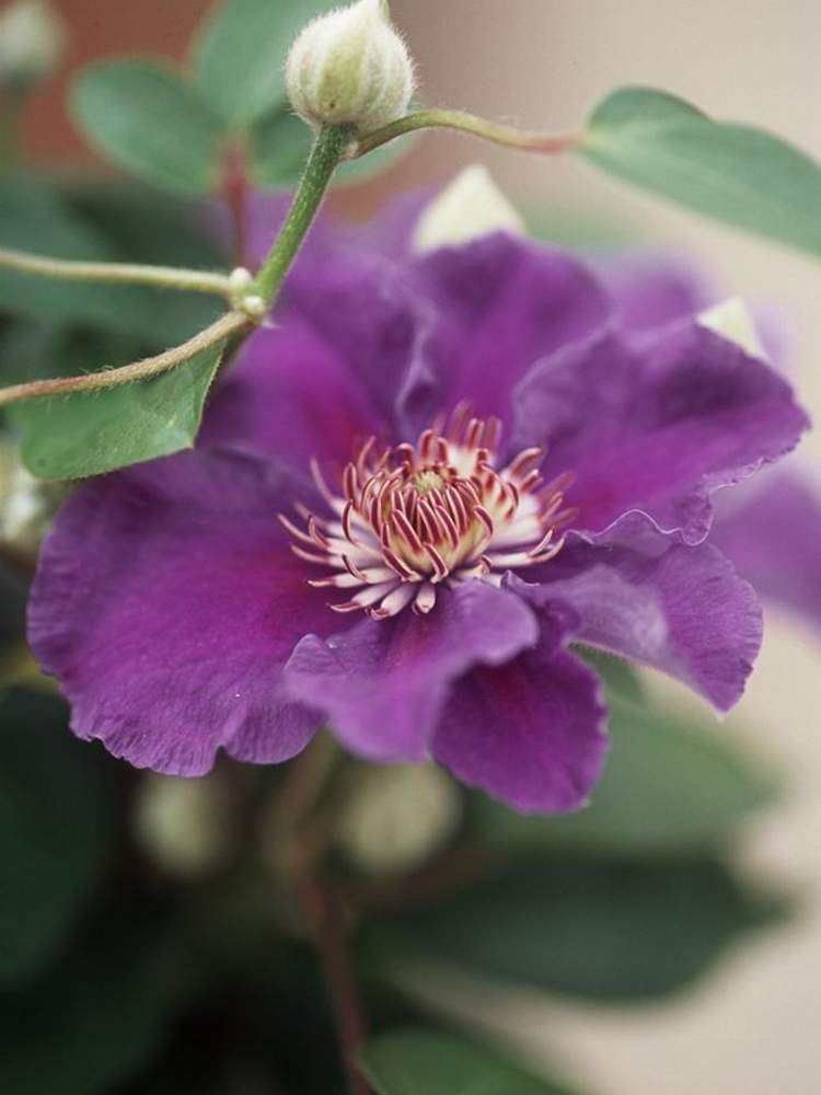 クレマチスの投稿画像 By Kagraさん 可愛い花と綺麗な花とガーデニングと花のある暮らしと紫の花 月4月21日 Greensnap グリーンスナップ