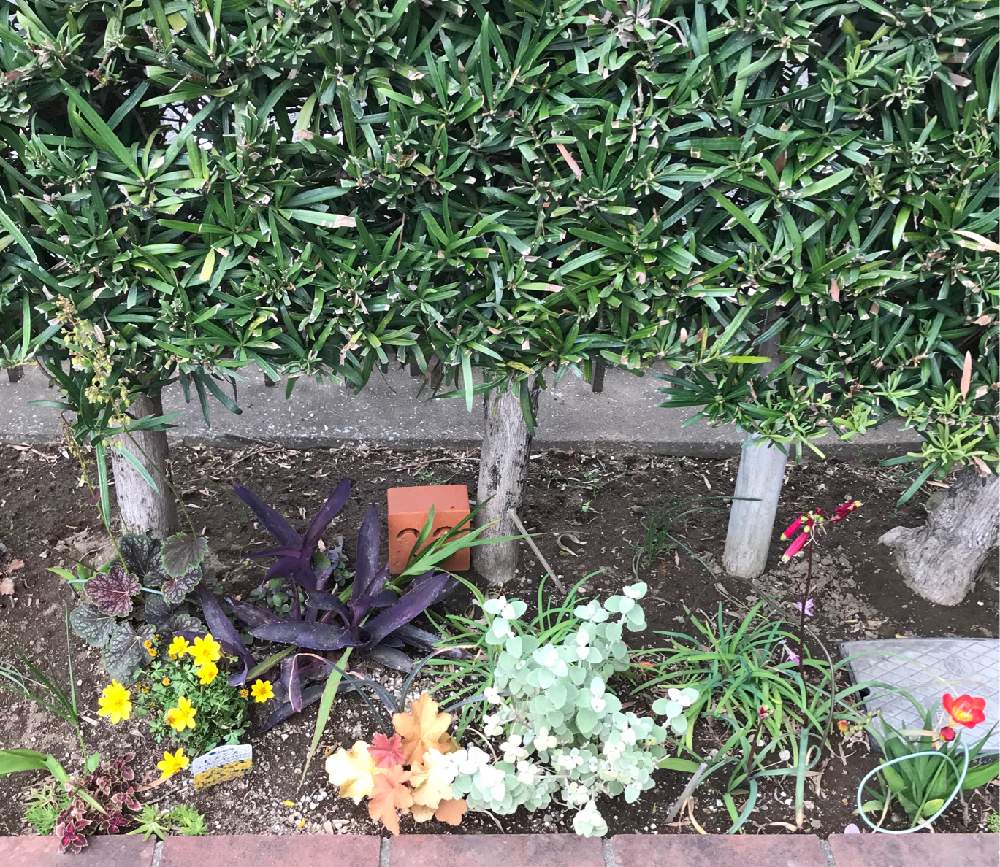 小さな庭の投稿画像 By Hiro 0503さん 植えっぱなし球根と花壇づくりと手をかけ過ぎないと植えっぱなし球根と花壇づくりと手をかけ過ぎない 月4月21日 Greensnap グリーンスナップ Greensnap グリーンスナップ