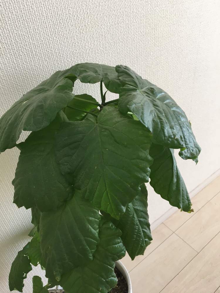 チミチミさんの投稿画像 月4月21日 Greensnap グリーンスナップ