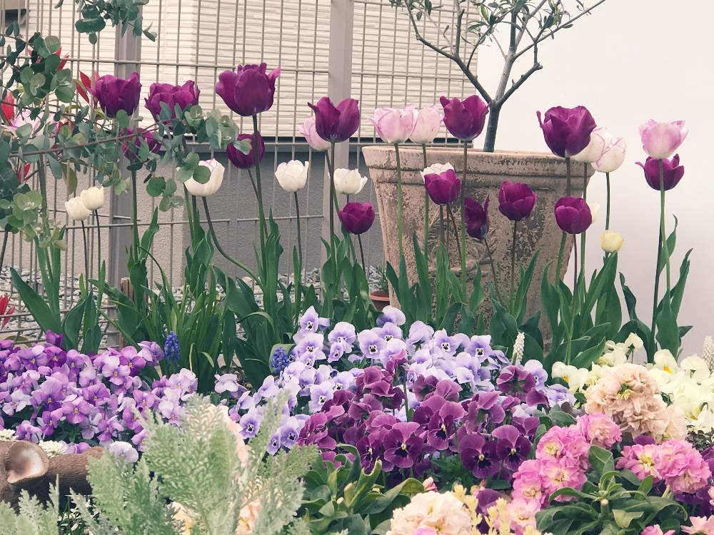 チューリップの投稿画像 By ケセラセラさん 春のお花と紫色の花と春の庭とおうち園芸と おうち園芸 フォトコンテストと花のある暮らし 月4月21日 Greensnap グリーンスナップ