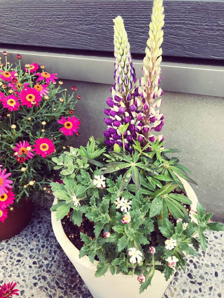 ルピナスの投稿画像 By くまさん ムーンライトと寄せ植えと花のある暮らしとおうち園芸 月4月21日 Greensnap グリーンスナップ