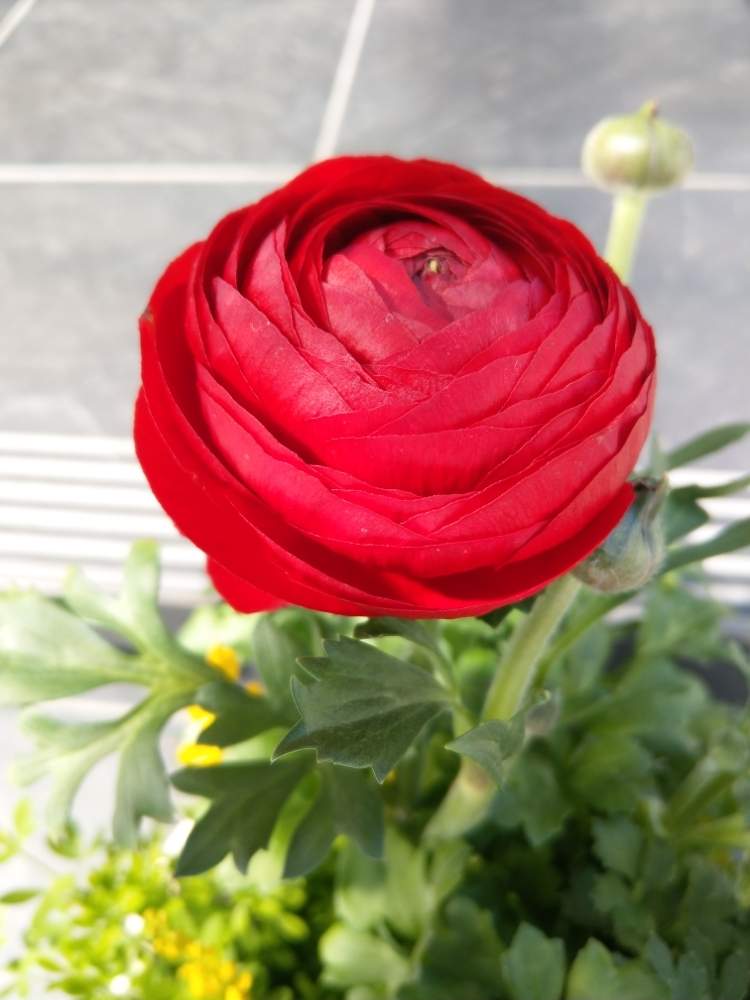 ラナンキュラスの投稿画像 By Plutoさん 大きな花と赤い花 と寄せ植えとおうち園芸と おうち園芸 フォトコンテストとガーデニング初心者と可愛いとインパクト大 月4月21日 Greensnap グリーンスナップ