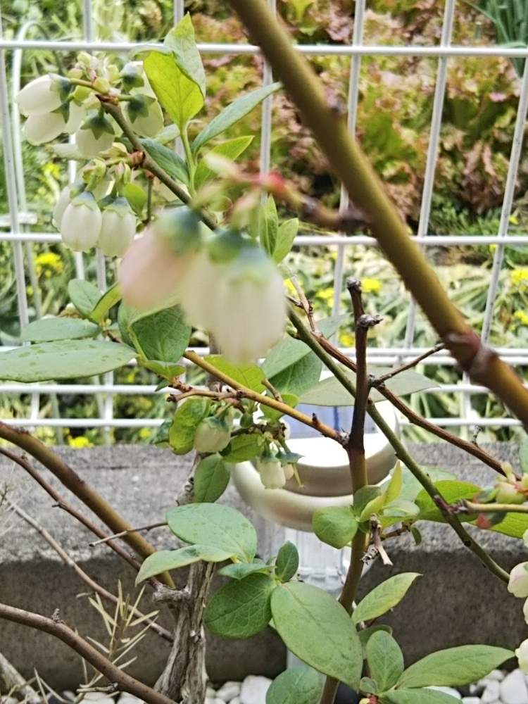 りりりりりさんの投稿画像 月4月21日 Greensnap グリーンスナップ
