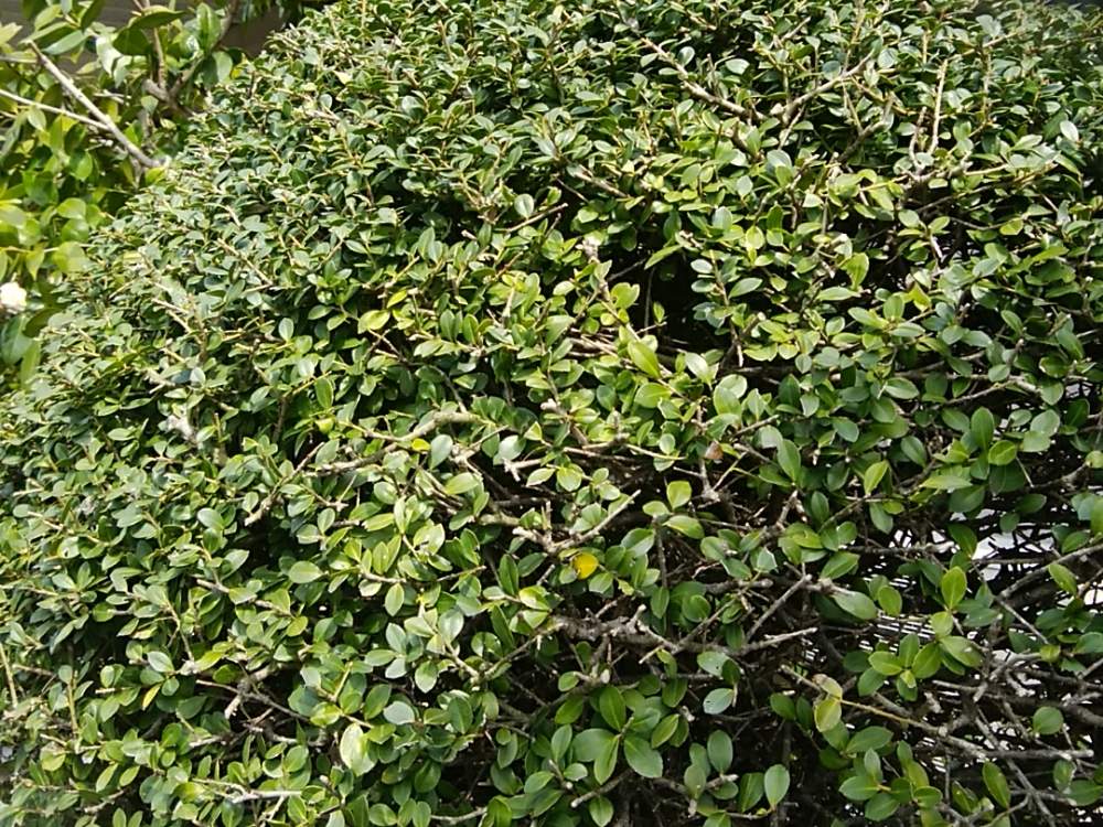 柘植 つげ の木の投稿画像 By まさしおさん 月4月21日 Greensnap グリーンスナップ
