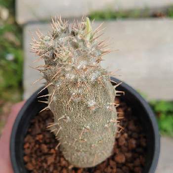 水槽温室の投稿画像一覧 Greensnap グリーンスナップ