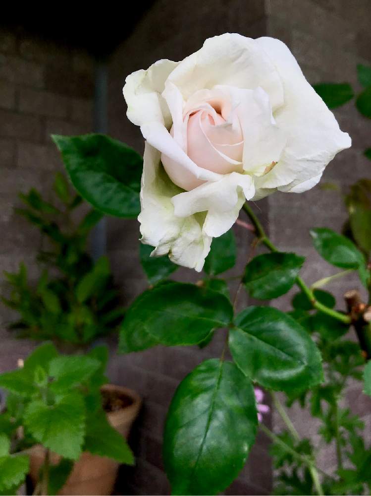 スヴニール ドゥ ラ マルメゾンの投稿画像 By ゆーこさん バラ初心者とばら バラ 薔薇とブルボンローズとバラ オールドローズとバラ鉢植えと花のある暮らしとオールドローズ 四季咲きとばら 薔薇 バラとバラ ミニバラとオールドローズ好き 月4月21日