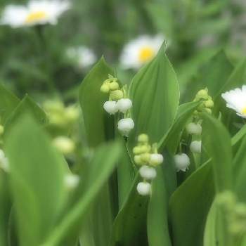 ルールを守るの画像 by 柊（しゅう）さん | お出かけ先と花の撮影とルールを守ると M.ZUIKO DIGITAL ED 12-40mm F2.8 PROとスズランの花とOLYMPUS M1-Ⅱとミラーレス一眼と近所で春をとコロナ除けて