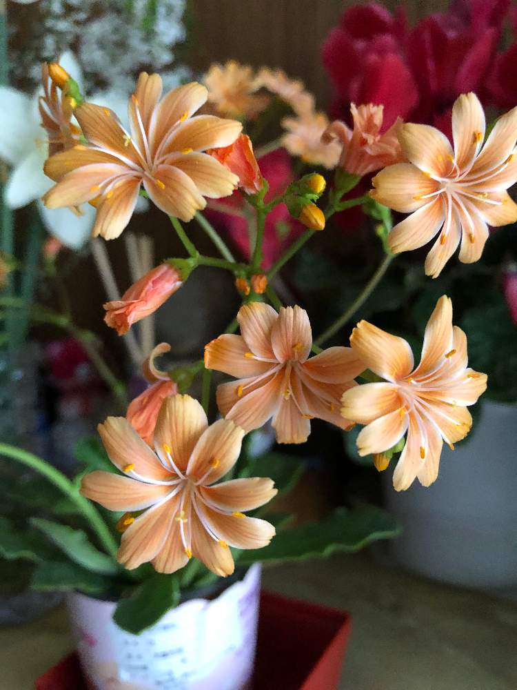 レウィシアの投稿画像 By ふなみさん 月4月21日 Greensnap グリーンスナップ