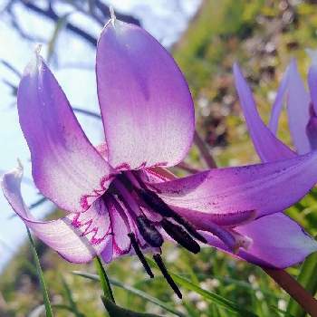 カタクリ属の投稿画像一覧 Greensnap グリーンスナップ