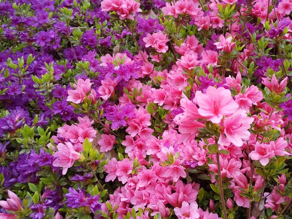 大好き の投稿画像 By こんこんさん かわいい とピンクの花 と公園 と元気が出る と近所と大好き とかわいい とピンクの花 と公園 と元気が出る と近所 月4月21日 Greensnap グリーンスナップ Greensnap グリーンスナップ