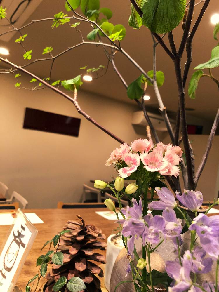 みどりのある暮らしの投稿画像 By とも Tomo Tomo K さん ナデシコ とドウダンツツジ とおおかめのきと デルフィニウムと日本料理店と花のある暮らしとバイト先 月4月21日 Greensnap グリーンスナップ