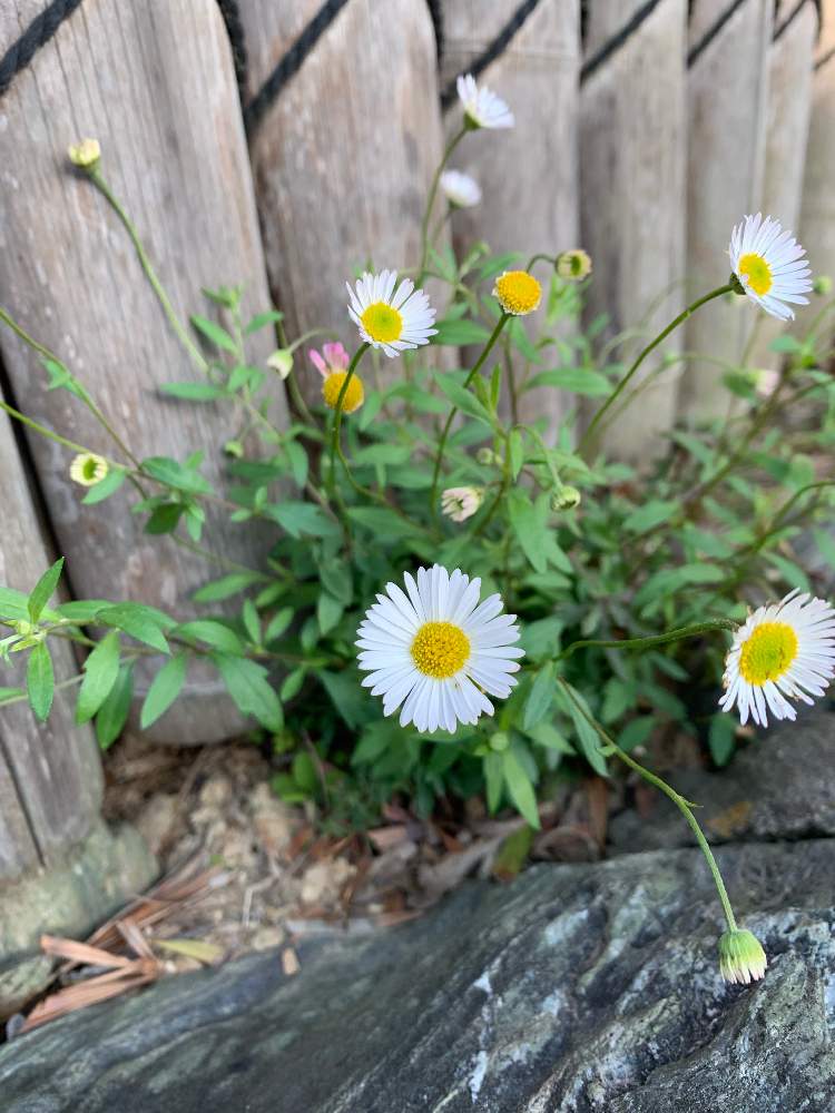 エリゲロンの投稿画像 By ゆんさん 小さな庭と水やりとおうち園芸とつぼみと和庭と緑のある暮らしと花のある暮らしと水やりとおうち園芸とつぼみと和庭 と緑のある暮らしと花のある暮らし 月4月21日 Greensnap グリーンスナップ Greensnap グリーンスナップ