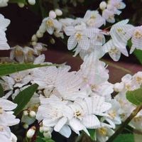 ヒメウツギの画像