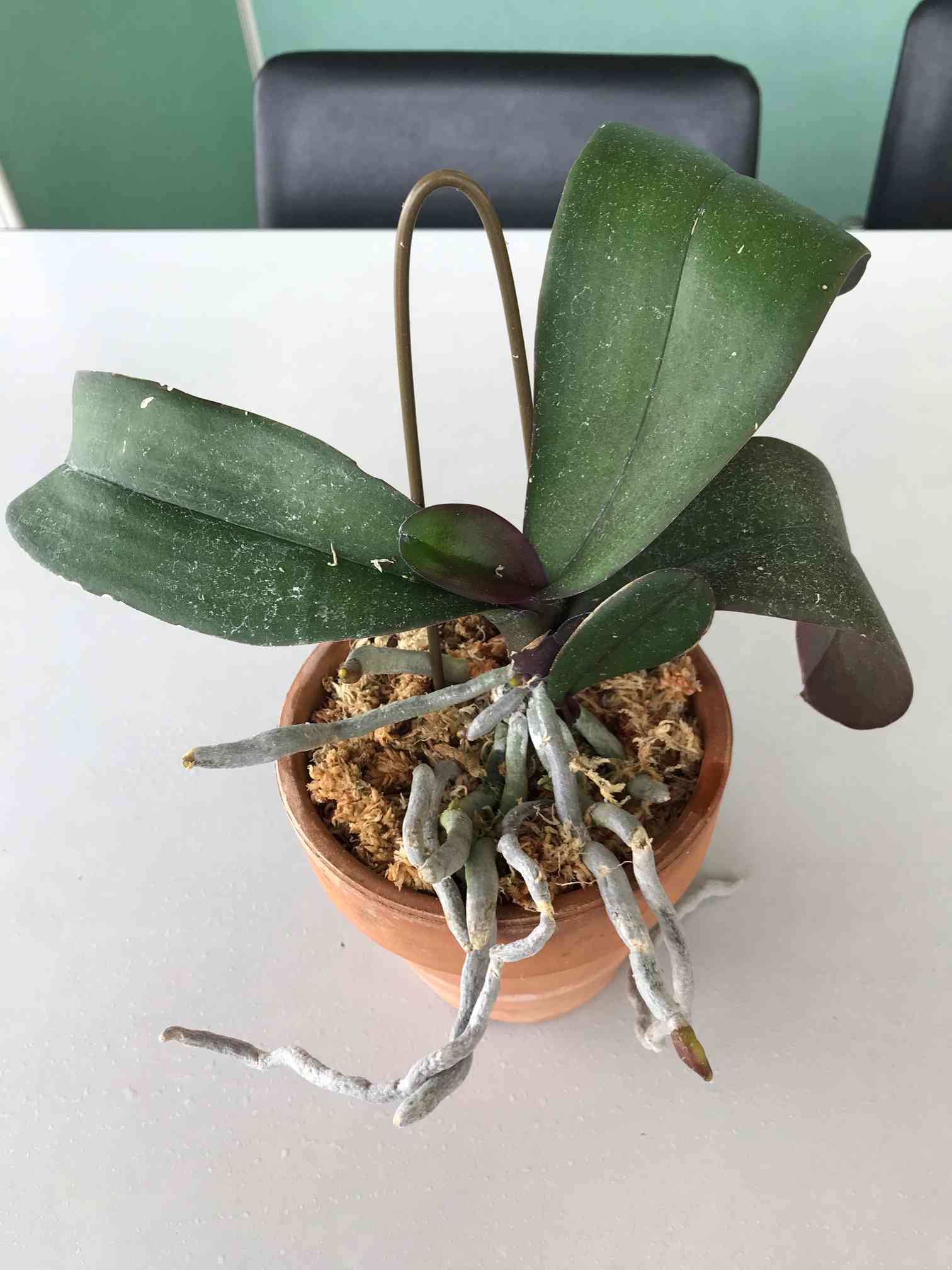 胡蝶蘭植え替え｜🍀GreenSnap（グリーンスナップ）