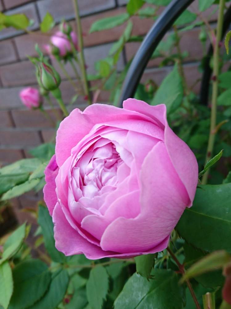 ラレーヌビクトリアの投稿画像 By 初心者園芸係さん ばら バラ 薔薇と花が咲いたと今日の一枚と今日の花とバラ ミニバラ 月4月21日 Greensnap グリーンスナップ