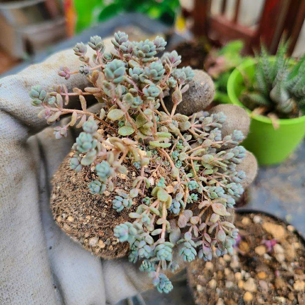 雑草系セダムの増やし方 Greensnap グリーンスナップ