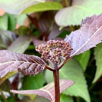 銅葉アジサイの投稿画像一覧 Greensnap グリーンスナップ 銅葉アジサイの投稿画像一覧 Greensnap グリーンスナップ