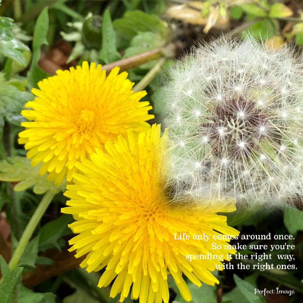 嬉しい の投稿画像 By しらゆきさん 野草とありがとう とgs日和と大好きな花と花のある暮らしと青空の下とかわいい と タンポポの綿毛 月4月21日 Greensnap グリーンスナップ