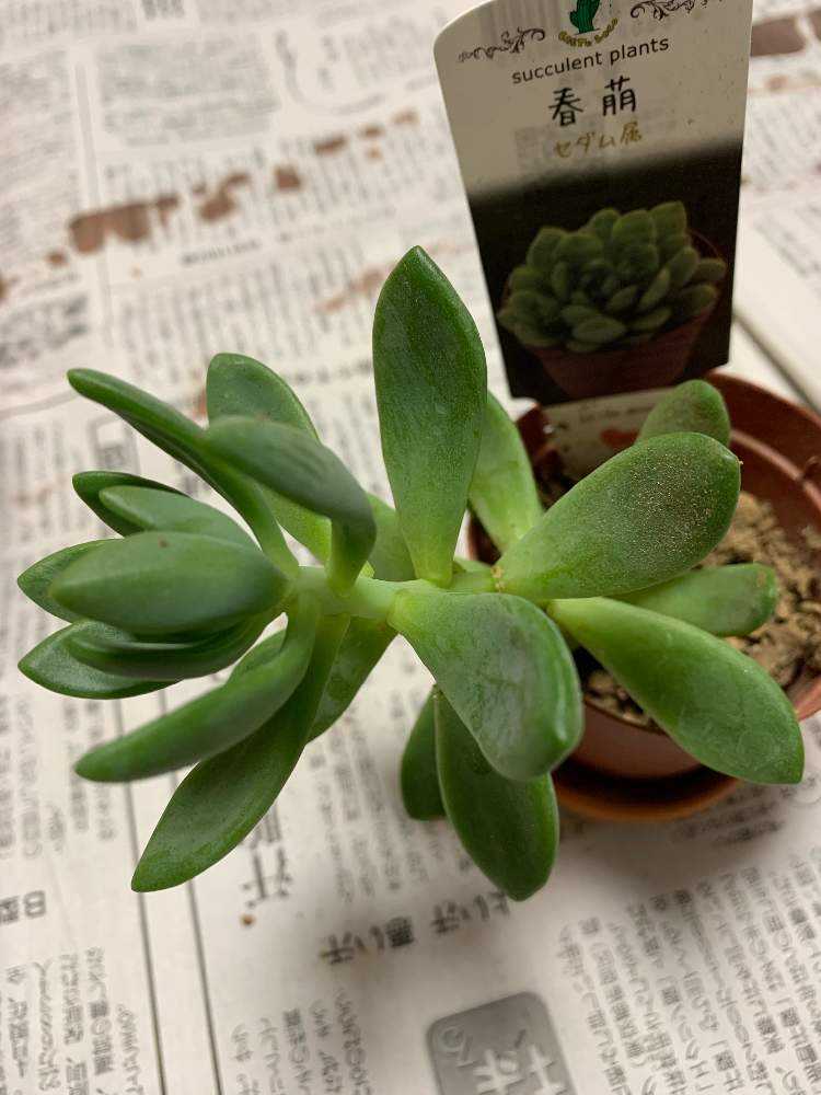 多肉初心者葉挿しを試みる｜🍀GreenSnap（グリーンスナップ）