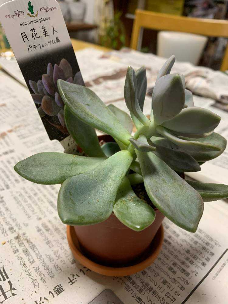 多肉植物^o^ 葉挿し赤ちゃん千代田の松錦 千代田の松の育て方｜日当たりや水やりの加減は？葉挿しの方法は