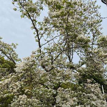 ハナミズキ白の画像 by 山ちゃんさん | お出かけ先とハナミズキ(白)と寺ヶ池公園と樹木とおでかけ先と花のある暮らしと白い花とハナミズキ白