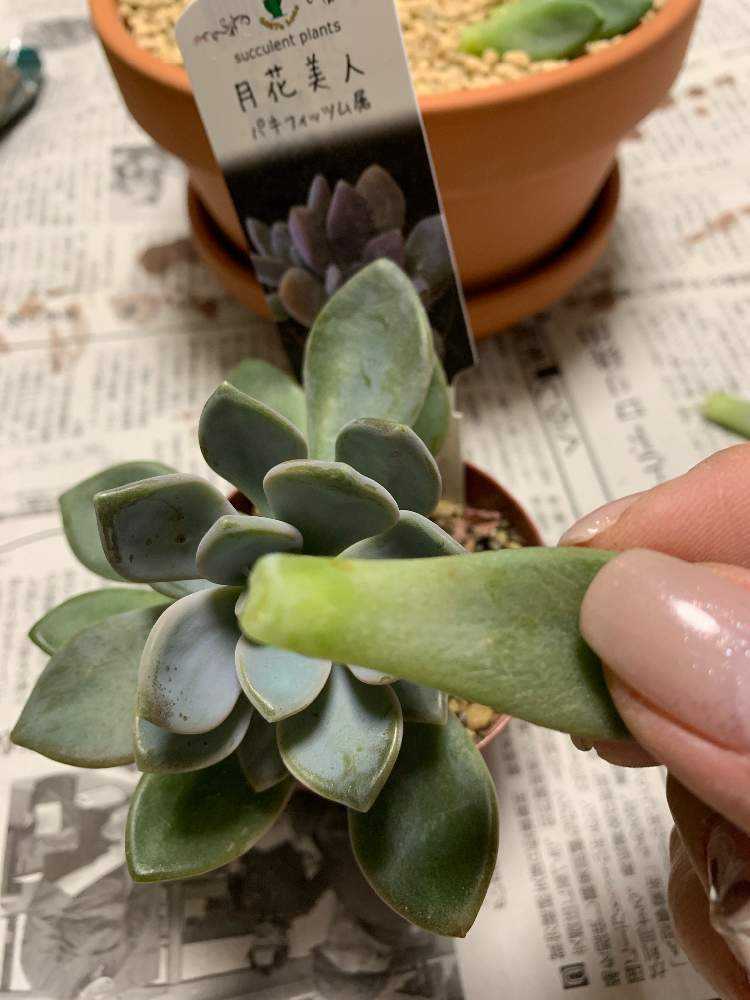 多肉初心者葉挿しを試みる｜🍀GreenSnap（グリーンスナップ）