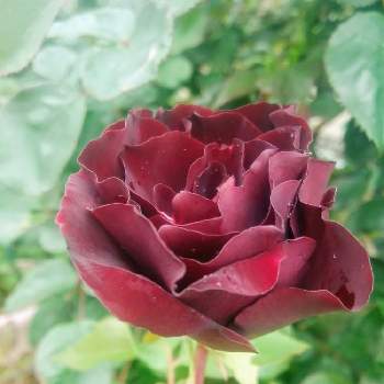 バラ 黒真珠の投稿画像一覧 Greensnap グリーンスナップ