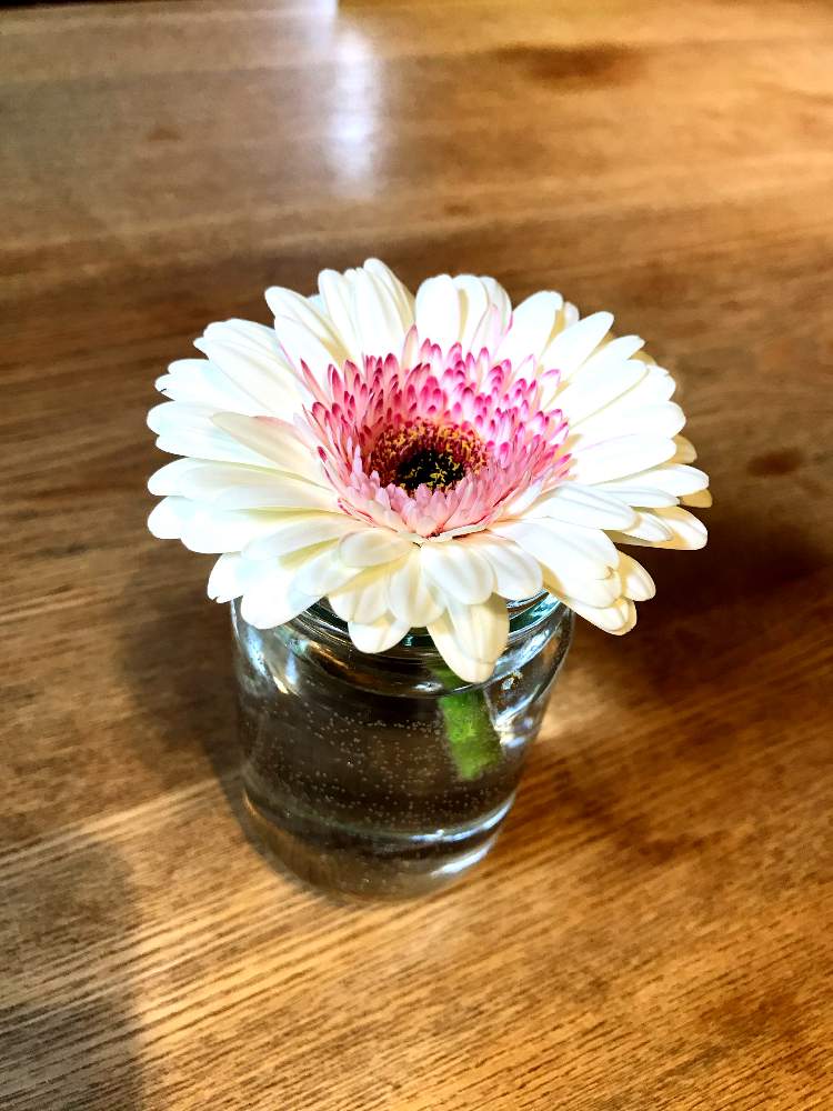 しろの投稿画像 By よっしーさん 一輪の魅力と幸せと朝の光とみんなと花瓶とひかり浴びてとひとりとありがとうと花のある暮らしとお花とお花好きと ガーベラと木のテーブルとおひとり様と癒しのひと時 2020月4月22日 Greensnap グリーンスナップ