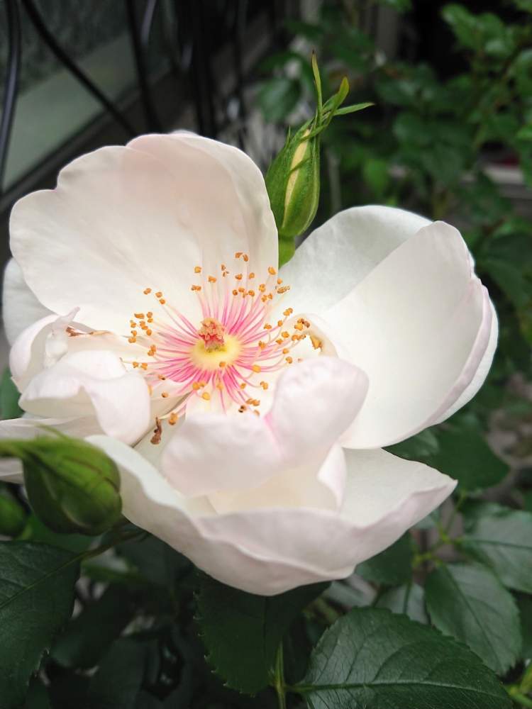 ローズの投稿画像 By Blankaさん ジャクリーヌ デュ プレ とピンクの花と可愛い花とおうち園芸と白い花と薔薇 と花のある暮らし 月4月22日 Greensnap グリーンスナップ