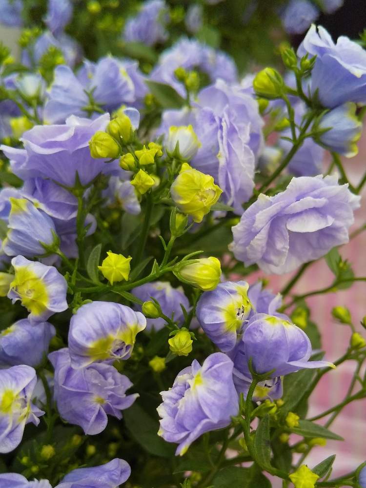 カンパニュラの投稿画像 By たまごさん 可愛い花と青い花と八重咲きと綺麗な花と花のある暮らし 月4月22日 Greensnap グリーンスナップ
